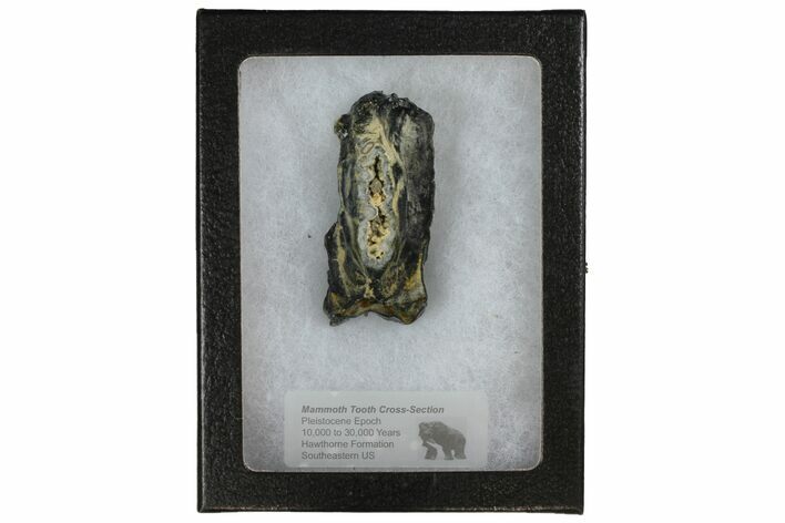 Mammoth Molar Slice With Case - South Carolina #144253